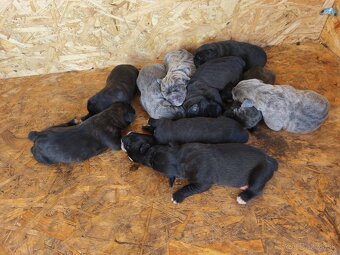 Šteniatka Cane Corso - 2