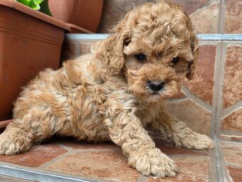Cavapoo - Pudel - 2