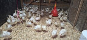 Prirodzene Kŕmené Morky – Bezpečné a Chutné pre Citlivých - 2