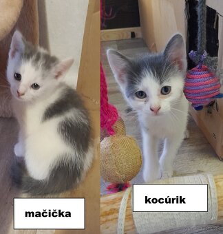 Darujem mačiatka - 2
