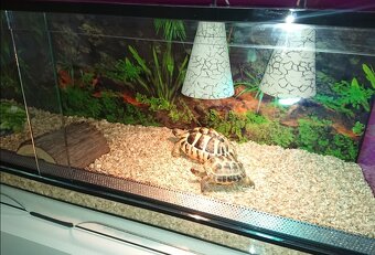 Suchozemske korytnačky - 2