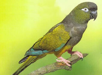 Papagaj Patagonsky-chovné pary predaj - 2