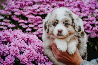 Miniatúrny americký ovčiak - 2