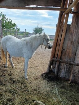 Predám poníka - 2