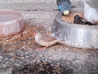 Predám vtáctvo - 2