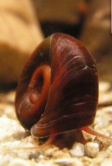 Slimáky výmena za rastliny - 2