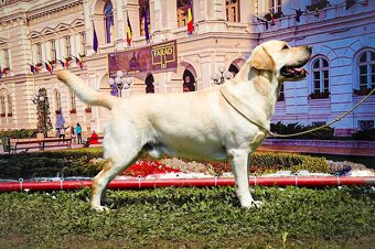 KRYTIE - Labrador retriever s PP - 2