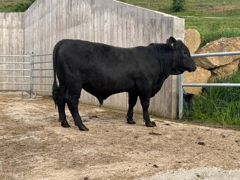 Plemenný býk aberdeen angus - 2