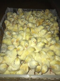 Predam kuriatka leghorn - 2