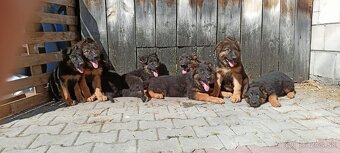 Nemecký ovčiak dlhosrstý - 2