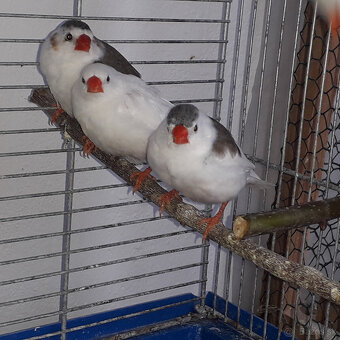 Predám zebričky - 2