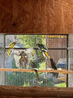 Rozela pestrá čierna straka - 2