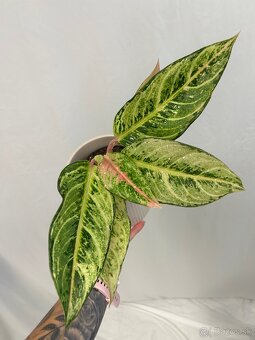 Aglaonema Chartreuse Pretty - 2