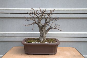 bonsai, bonsaj, Hrab - 2
