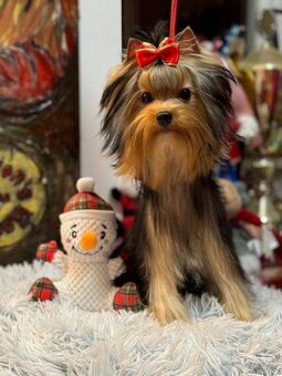 Yorkshire terrier, yorkie, mini yorkshire - 2