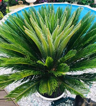 Cycas Revoluta - 2