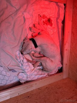 Argentínska doga štěňata, Dogo Argentino - 2
