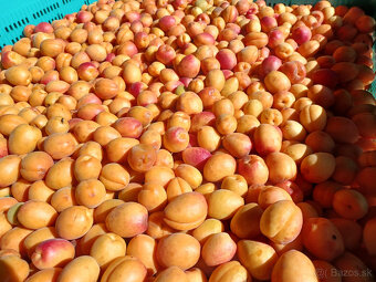 Marhule 0,79 EUR - 2