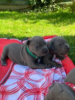Amstaff - 2
