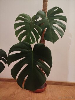 Monstera Deliciosa (2x) - 2
