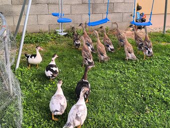 Čínske kačice, indické bezce. - 2