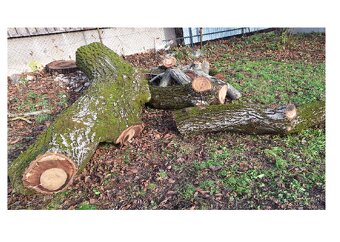 predám kmeň orecha - 2