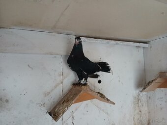 Východoslovenský kotrmeliak - 2