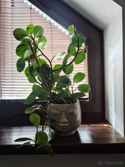 Pieprovec magnoliolistý - 2