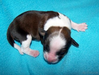 Tibetský teriér s PP - štěňata - 2