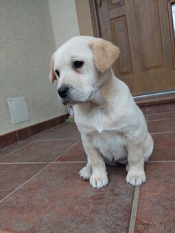Labrador - 2