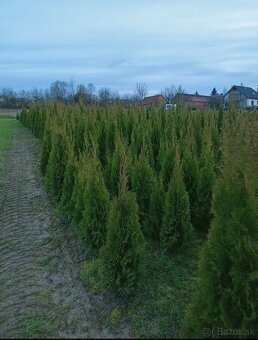 Tuja Smaragd - rôzne veľkosti - 2