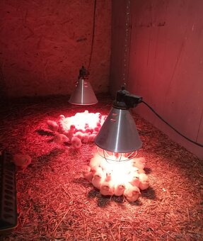 Kuriatká Leghorn - 2