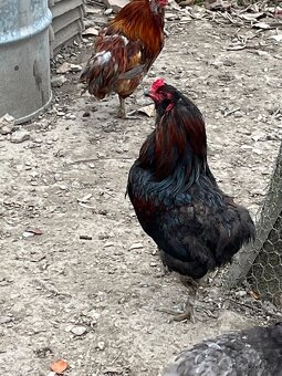 Predám alebo vymenímkohútov Araucana - 2