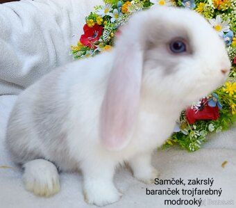 Zakrslý baranček s VP samček trojfarebný modrooký - 2