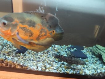 Predám 100 L akvárium aj s rybami. - 2