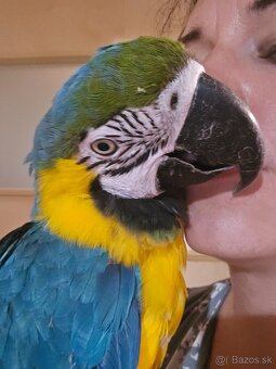 Predam araraunu - ara modrožltá - 2