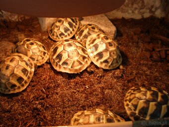 suchozemské korytnačky - 2