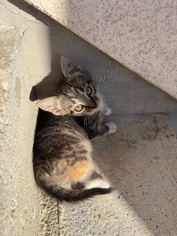 Darujem mačiatka - 2