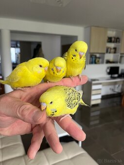 Andulka TCB Maznačik - 2