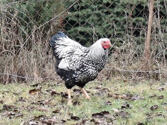 Wyandotka strieborná - 2