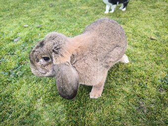 Francúzsky baran - 2