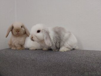 🐰Minilop kralik🐰 - 2
