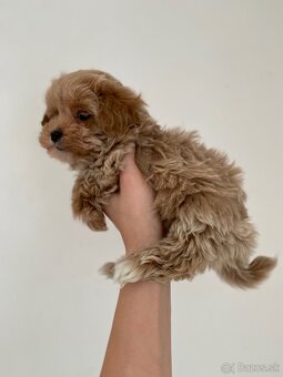 Extra mini toy Maltipoo Pudel - 2