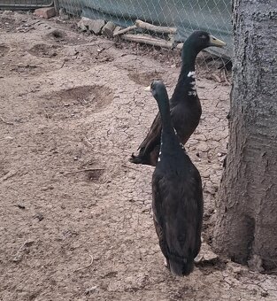 Indický bežec -káčeri - 2