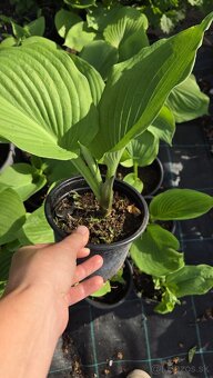Hosta - funkia - 2