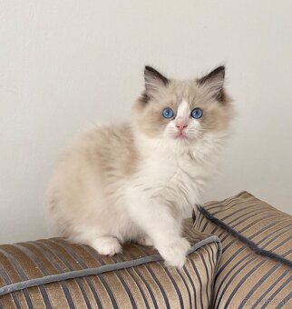 Ragdoll - 2