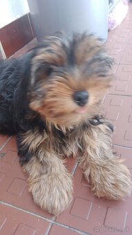 Yorkshire terrier Fenka - 2