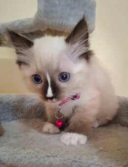 Ragdoll mačiatka - 2