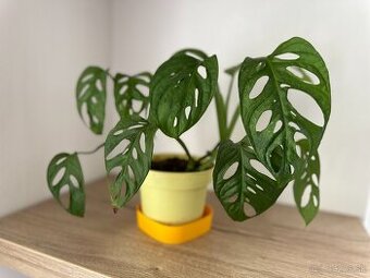 Monstera adansonii mint viacero rastlin - 2