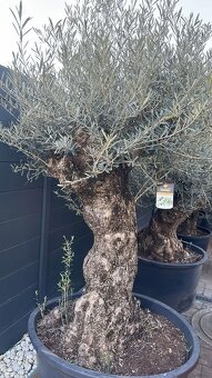 Predám olivovníky Bonsai - 2